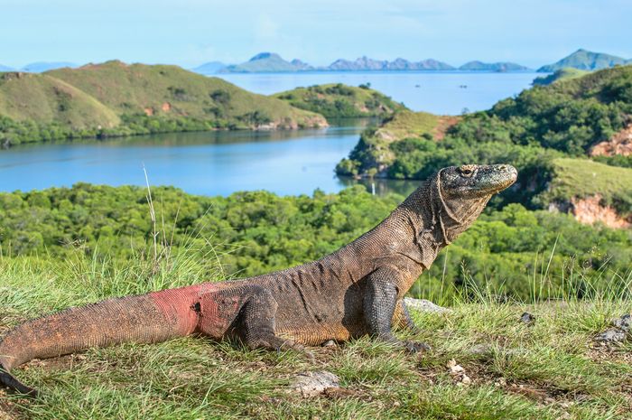 Kenaikan Tiket Pulau Komodo Jadi Polemik Ini Rekomendasi Wisata Alam Di Ntt Parapuan