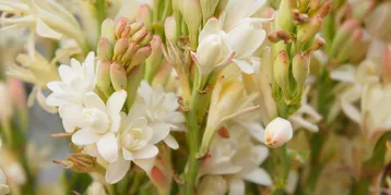 The Tuberose's Cage