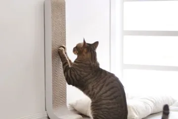 Furnitur modern untuk kucing peliharaanmu di rumah