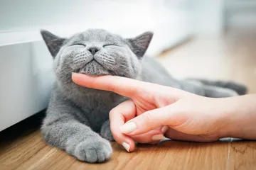 Area yang disukai kucing untuk tidur.