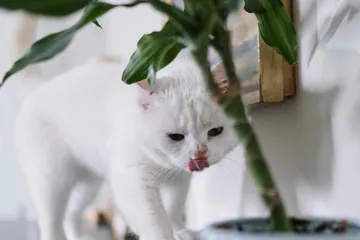 Illustrasi Kucing dan Tanaman Hias