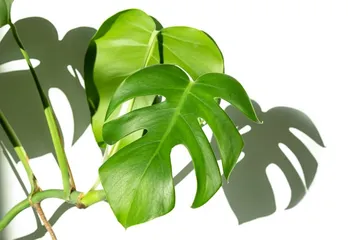Monstera Deliciosa.