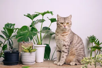 Ilustrasi kucing dan tanaman kekinian.