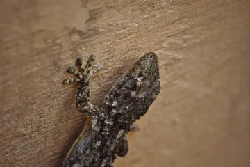 Penyebab keberadaan cicak di rumah.