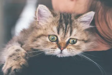 Alasan kucing peliharaan bertingkah aneh