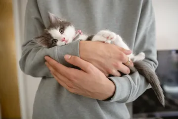 Anak kucing susah tidur di malam hari