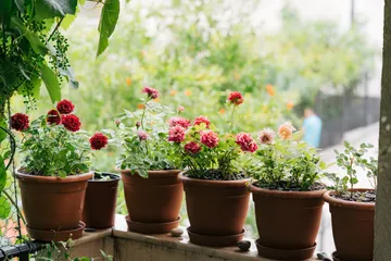 Tips merawat mawar dalam pot agar cepat berbunga