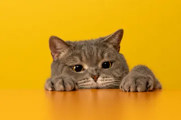 Tips merawat kucing agar terhindar dari parasit Toxoplasma