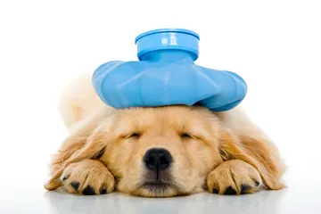 Penyakit yang paling umum menyerang anjing