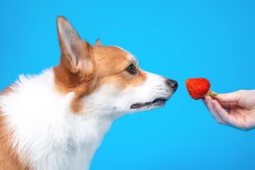 buah yang aman untuk anjing