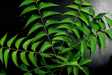 Manfaat neem untuk kecantikan