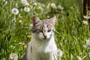 Hal yang perlu dipertimbangkan sebelum mengadopsi kucing liar