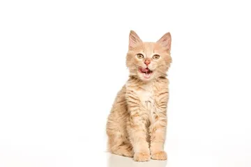 Penyebab kucing mengalami iritasi mata