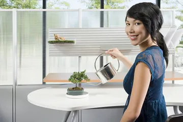 Tips hemat menyiram bonsai agar tumbuh subur.