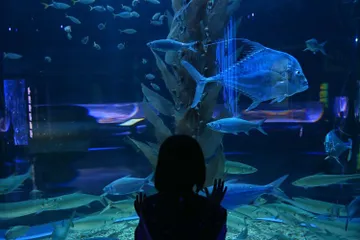 Libur lebaran ke Jakarta Aquarium &amp; Safari
