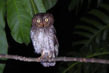 Burung celepuk di kawasan Hungayono. lokasi ini jadi salah satu hidden gem di Gorontalo