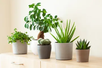 Memilih pot tanaman hias yang tepat.
