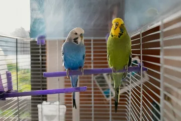 Burung peliharaan berkicau di malam hari, apa penyebabnya?