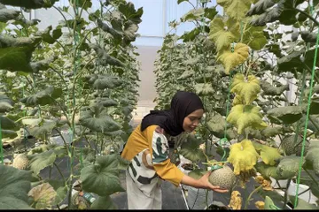 Tips berkunjung ke Kebun Buah Melon Akaruku Hydrofarm