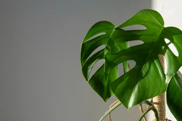 Penyebab daun monstera menguning