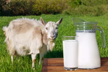 Rekomendasi susu kambing Etawa yang baik untuk tulang dan sendi.