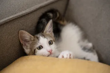 Area favorit yang menjadi tempat persembunyian kucing.