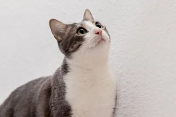 Aroma yang tidak disukai kucing.