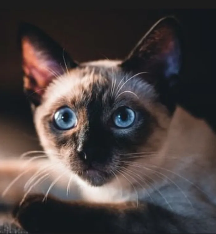 Selain Ragdoll, 3 Ras Kucing Ini Terkenal Lembut dan Penyayang - Parapuan