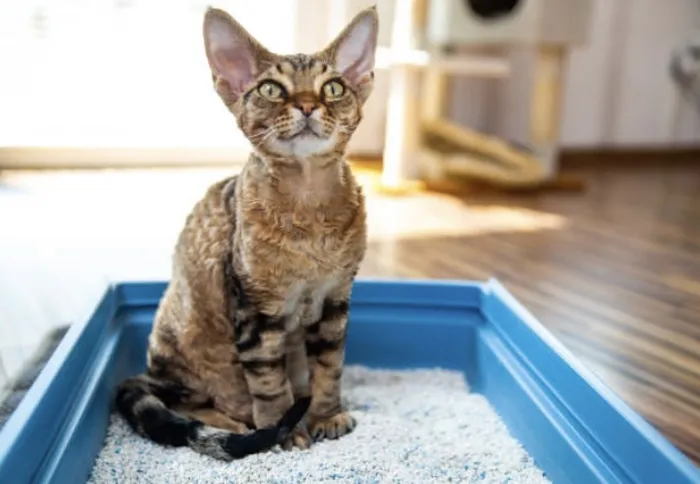 Berikut Ini 3 Ras Kucing yang Terkenal Bulunya Tidak Mudah Rontok ...