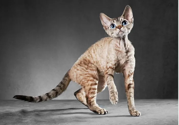 Berikut Ini 3 Ras Kucing yang Terkenal Bulunya Tidak Mudah Rontok ...