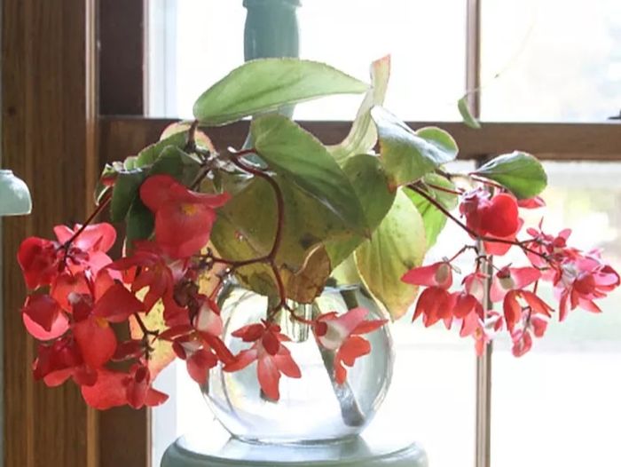 Tanaman Begonia.