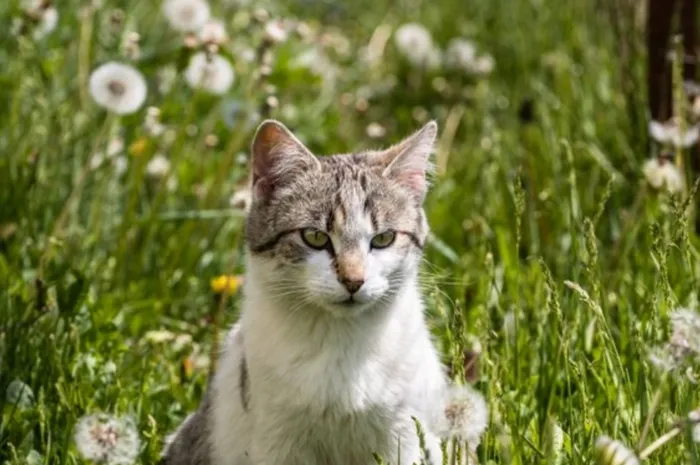 Kucing peliharaan hilang dari rumah.