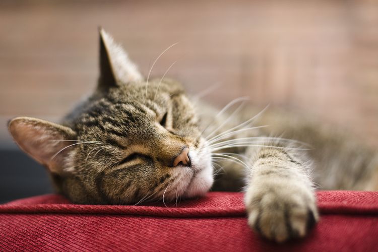 Normalkah Kucing Tidur Berkali-Kali dalam Sehari? Ini Penjelasannya