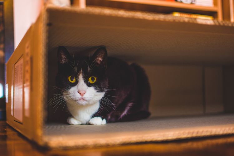Ahli Sebut Berbagai Hal Penyebab Kucing Stres dan Cara Mengatasinya