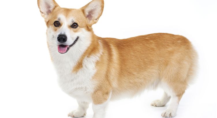 Anjing welsh discount corgi