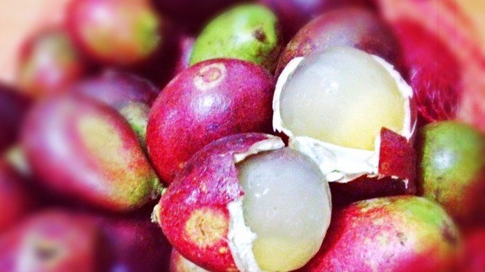 Apakah Kawan Puan mengetahui Buah matoa? Buah yang berasal dari Papua ini tak hanya lezat, tapi baik untuk kesehatan tubuh. 