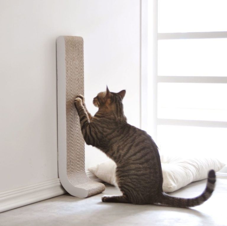 Mulai dari menghentikan kebiasaan kucing mencakar sofa hingga fobia pada lajang, berikut rangkuman Berita Terpopuler hari ini.