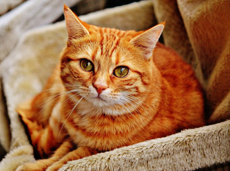 Kawan Puan, berikut ini tiga artikel terpopuler di kanal Love & Life hari ini mulai dari cara agar kucing suka minum air hingga ciri slut shaming. 