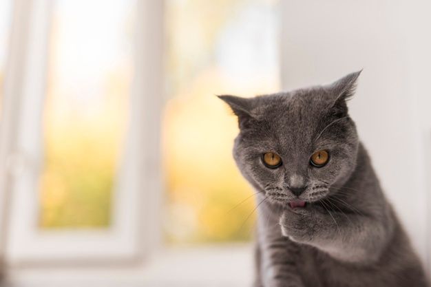 Berikut ini beberapa cara mudah menghentikan kebiasaan kucing peliharaan mencakar sofa.
Bagaimana caranya?