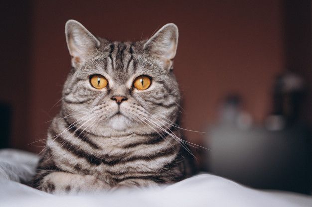 Berikut ini 4 cara mengatasi masalah ketombe pada bulu kucing peliharaan. Apa saja yang harus dilakukan?