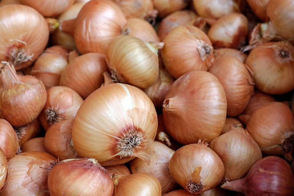 Jangan buru-buru dibuang, ternyata kulit bawang bombay memiliki manfaat luar biasa untuk tanaman. Apa saja?