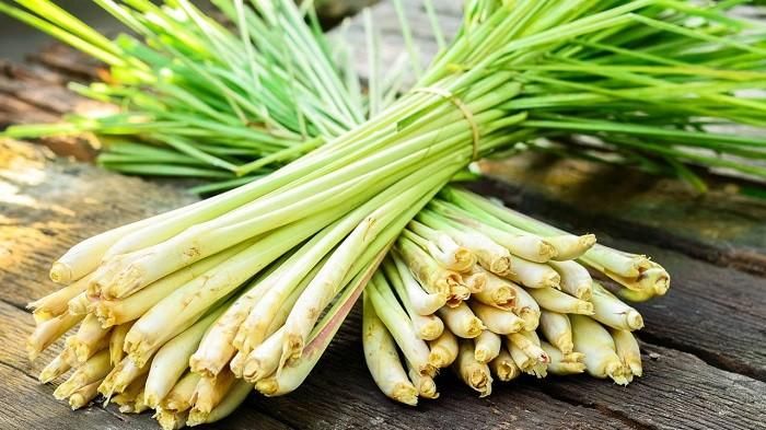 Usir kecoak dengan obat berdampak buruk bagi kesehatan karena kandungan kimianya. Manfaatkan tanaman dapur hidup ini untuk mengusirnya dari rumah! 