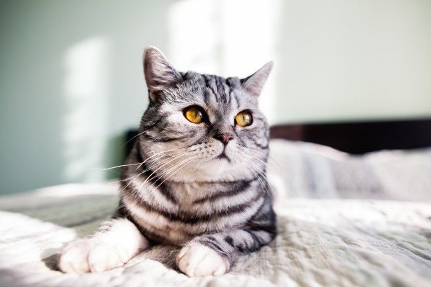 Sama seperti manusia, ternyata kucing peliharaan juga bisa merapa cemburu.
Simak penjelasan berikut ini.