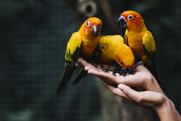 Ada lima hal yang perlu kamu tahu sebelum memelihara burung di rumah.
Lantas apa saja hal tersebut? Simak!