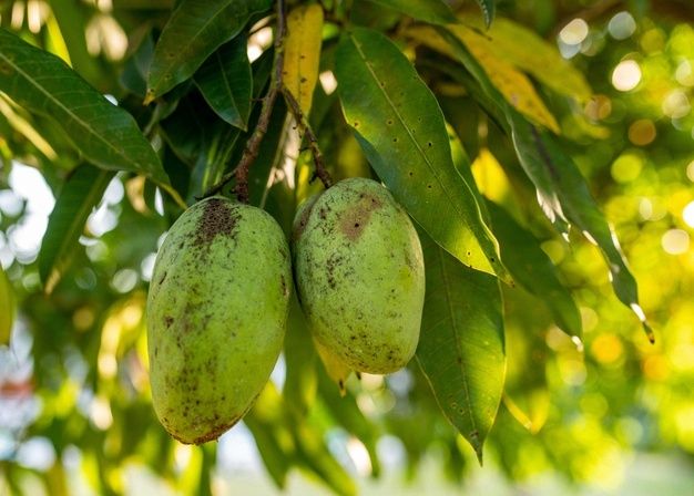 Jarang diketahui, nyatanya daun mangga sangat bermanfaat untuk tubuh kita. Apa saja manfaat daun mangga? Intip selengkapnya
