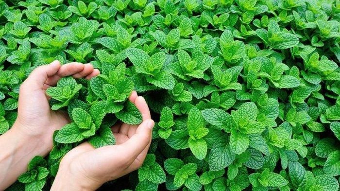 Kawan Puan, memanen dari hasil kebun sendiri sangat membahagiakan, bukan? Yuk, simak rekomendasi tanaman herbal yang kaya manfaat ini!