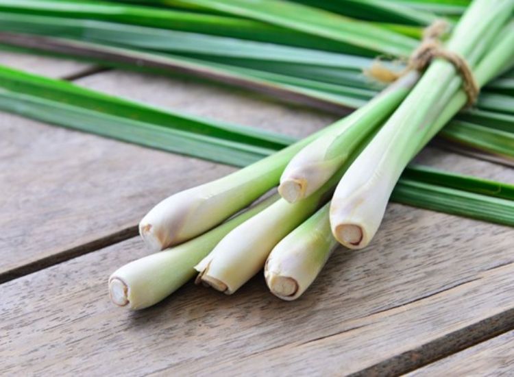 Selain mengganggu, keberadaan cicak juga bisa menimbulkan penyakit. Untuk mengatasinya kamu bisa menggunakan 5 bahan rumahan ini untuk mengusirnya!