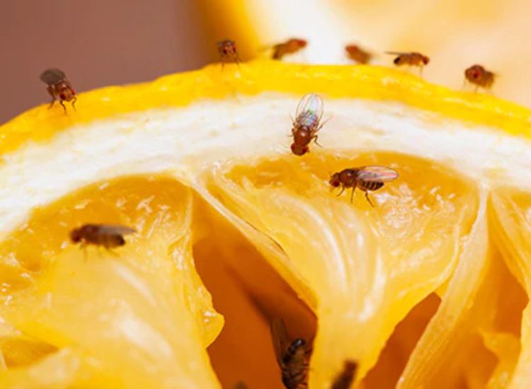 Selain mengganggu lalat buah juga menjadi sumber penyakit. Untuk mengatasinya kamu bisa mencoba beberapa hal berikut ini!