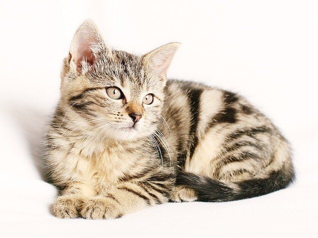 Kucing menjadi salah satu hewan peliharaan favorit bagi sebagian orang. Namun berapa lama rata-rata usia hidup seekor kucing? Simak penjelasannya.