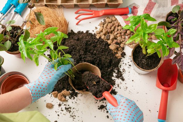 Panen sayur di kebun sendiri terdengar sangat menyenangkan ya, Kawan Puan. Yuk, ketahui tips mudah mulai menanam sayur bagi pemulai ini!